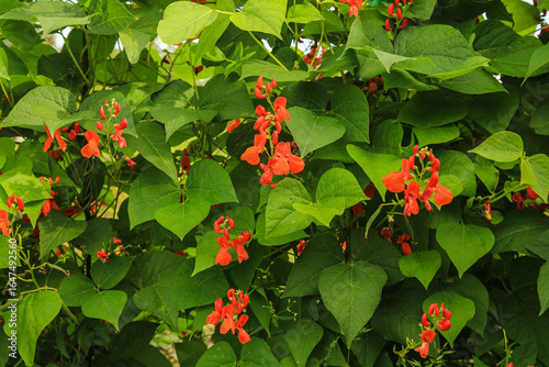 Obraz na płótnie fire red beans , Turkish beans , climbing beans bloom