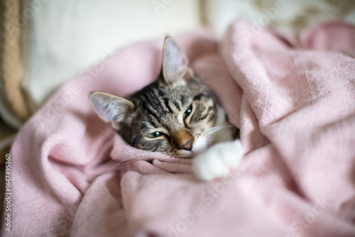 Kitten sleeping whilst wrapped up in pink cotton blanket