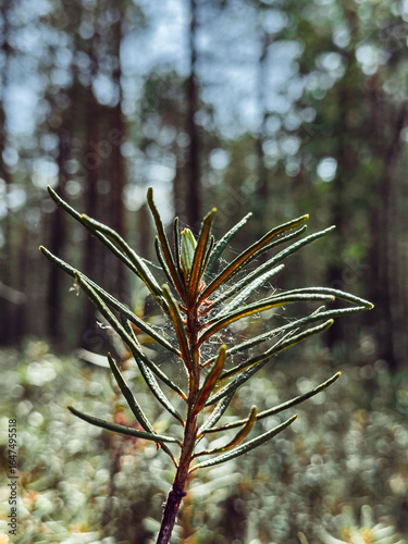 Plant wild rosemary in the forest in Karelia macro photography