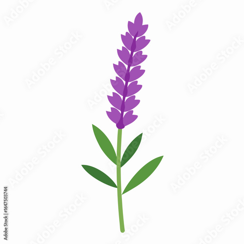 lilac flower isolated on white background