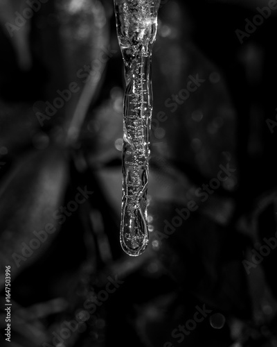 Close-up black-and-white photo of a delicate icy branch with crystalline frost and a single icicle, capturing nature’s fragile, frozen stillness in winter light.