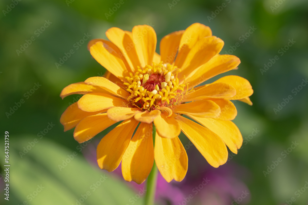 Beautiful closeup of a Zinnia flower. Beautiful closeup of a Zinnia flower.