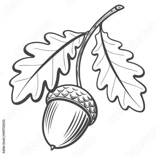 Detailed black and white illustration of a single acorn with two oak leaves on a branch