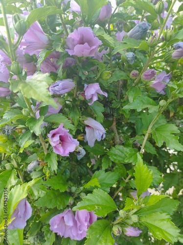 purple flower