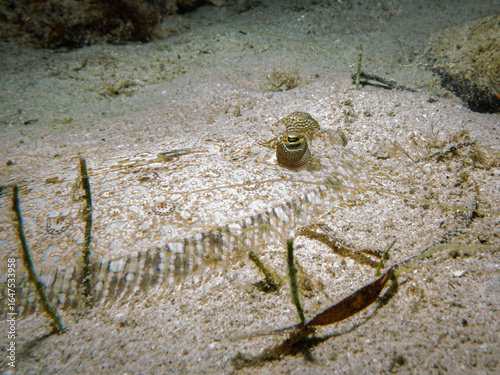 Eyes of a Leopard Flounder, or Bothus pantherinus, stick up as pericopes on a sandy sea bottom. Picture from a muck dive at Puerto Galera, the Philippines