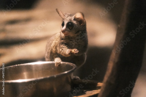 Bushbaby with Sparkling Eyes Spotting Something