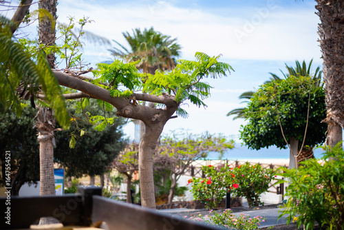 Hotel territory on Fuerteventura island. Palm trees, flowers.
