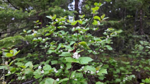 Wallpaper Mural Wildflowers in the spring in the Canadian Rockies Torontodigital.ca
