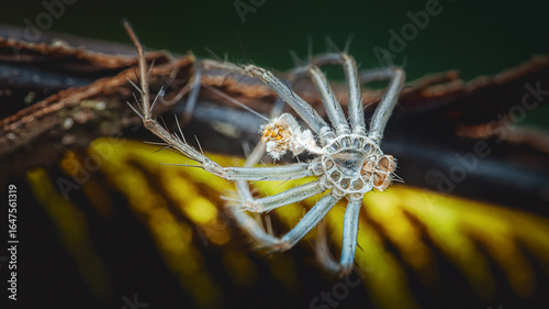 Huntsman spider showing translucent abdomen while crawling on branch