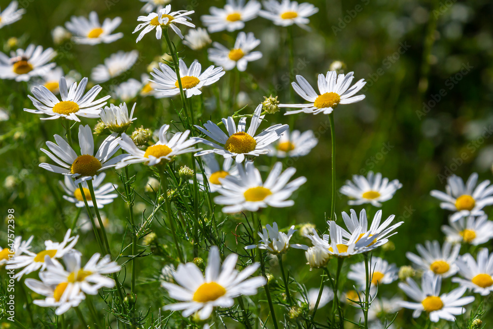 Fototapeta premium Oxeye daisy Leucanthemum vulgare blooming in spring, White flowers in the garden closeup, Wild daisy flowers growing on meadow, white chamomiles on green grass background. Oxeye daisy