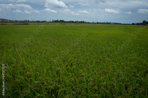 farmer hand holding wheat,rice