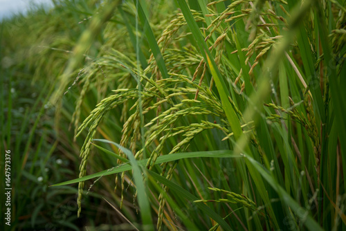 farmer hand holding wheat,rice