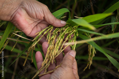 farmer hand holding wheat,rice