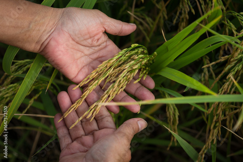 farmer hand holding wheat,rice