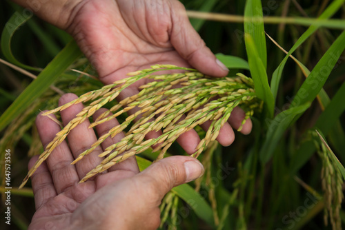 farmer hand holding wheat,rice