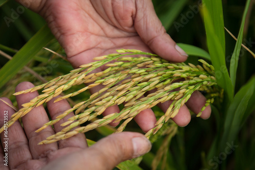 farmer hand holding wheat,rice