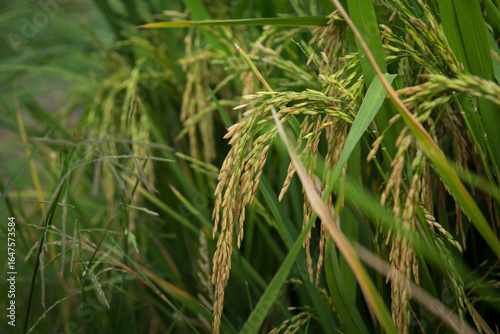 farmer hand holding wheat,rice