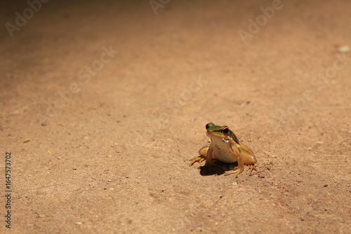 frog on the ground