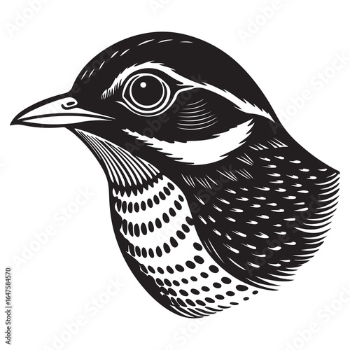 A Shy Blue-winged Pitta Foraging, an Exotic and Secretive Bird Hopping and Searching for Food on the Lush Floor of a Tropical Jungle