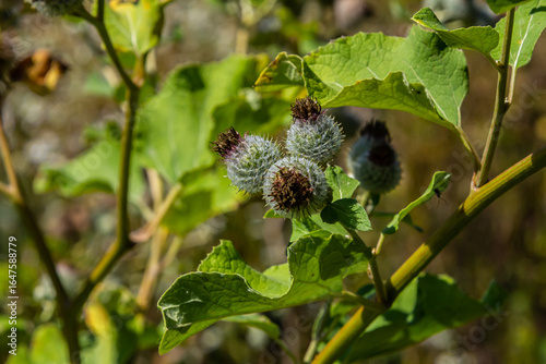 Photos Arctium tomentosum, commonly known as the woolly burdock is a species of burdock
