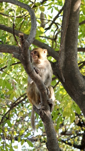 Bild auf Leinwand A macaque in a tree in front of the Rock Garden entrance in Chandigarh in India
