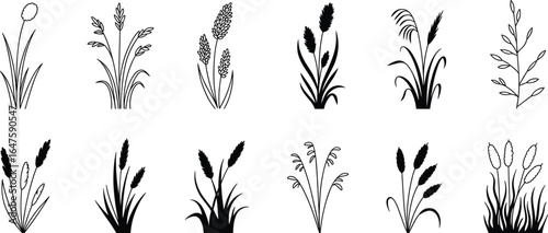 Collection of black and white line art and silhouette illustrations of various grasses and reeds plant