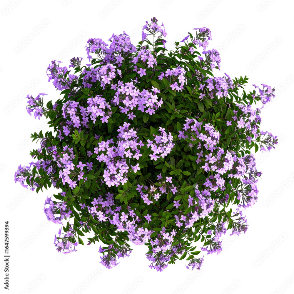 Obraz premium A dense round bush covered with numerous small, delicate purple flowers and rich green leaves, creating a vibrant and lush floral display