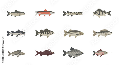 A diverse set of twelve freshwater fish illustrations in a flat, graphic style.