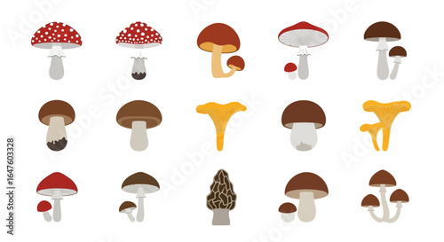 Assortment of illustrated forest mushrooms, including amanita, chanterelle, and morel, in a flat design.