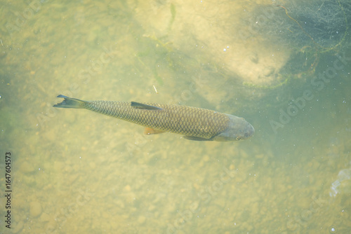 Forelle im Wasser