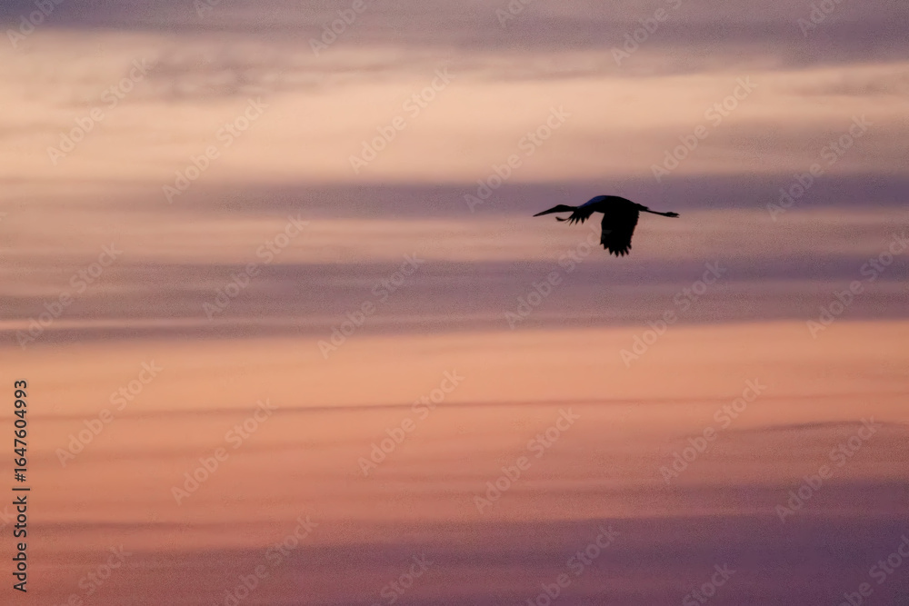 Naklejka premium bird in the sky