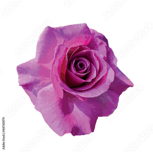Rosa ‘Barbra Streisand’ bloom in full detail, isolated on a white background, highlighting its vivid purple petals and elegant spiral form, perfect for floral designs. Vector illustration.

