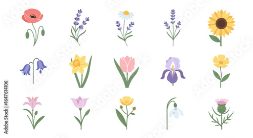 Stylized flat vector illustrations of various flowers including poppy, sunflower, tulip, and lavender.