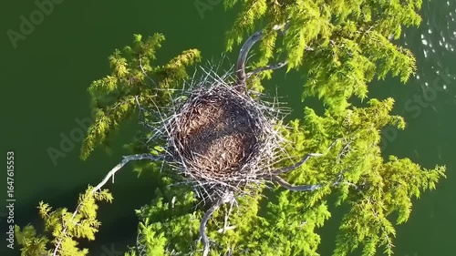 Osprey Nest with Lake Treetop Aerial.