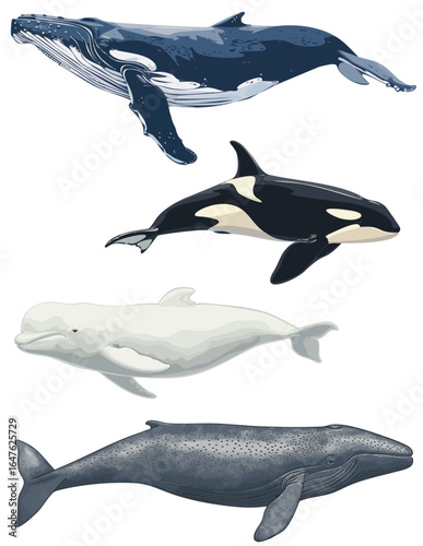 Whales Vector, Humpback Whale, beluga, Killer Whale and gray whale isolated