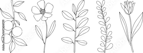 Branch with fruit single flower leafy stems and tulip vector