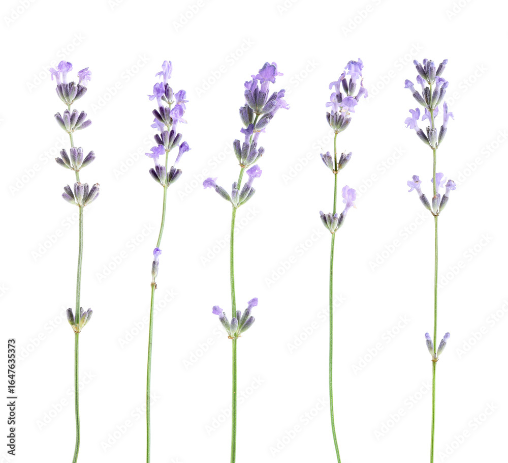 Fototapeta premium Fragrant lavender flowers isolated on white, set