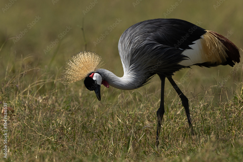 Fototapeta premium Portrait of a Grey crowned crane at Masai Mara, Kenya