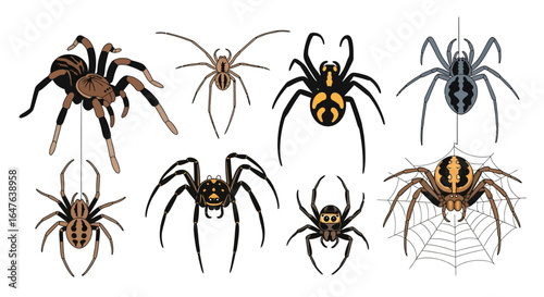 Diverse spider illustrations perfect for Halloween projects, educational materials, and design use
