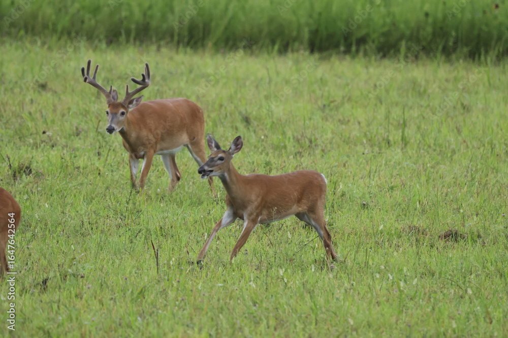 Whitetail Deer Whitetail Deer