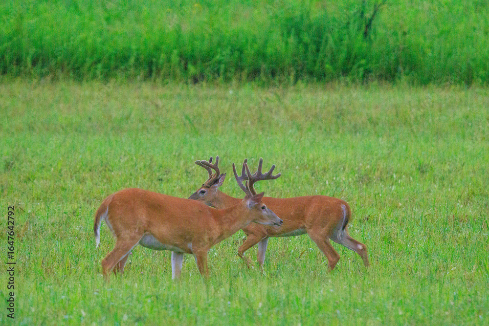 Fototapeta premium Whitetail Deer