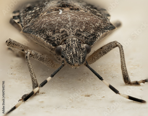 Macro photograph of a stink bug in close-up on a light background. The image shows compound eyes, antennae, speckled chitin exoskeleton, and fine structural details of the insect's body.