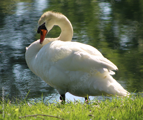 mute swan