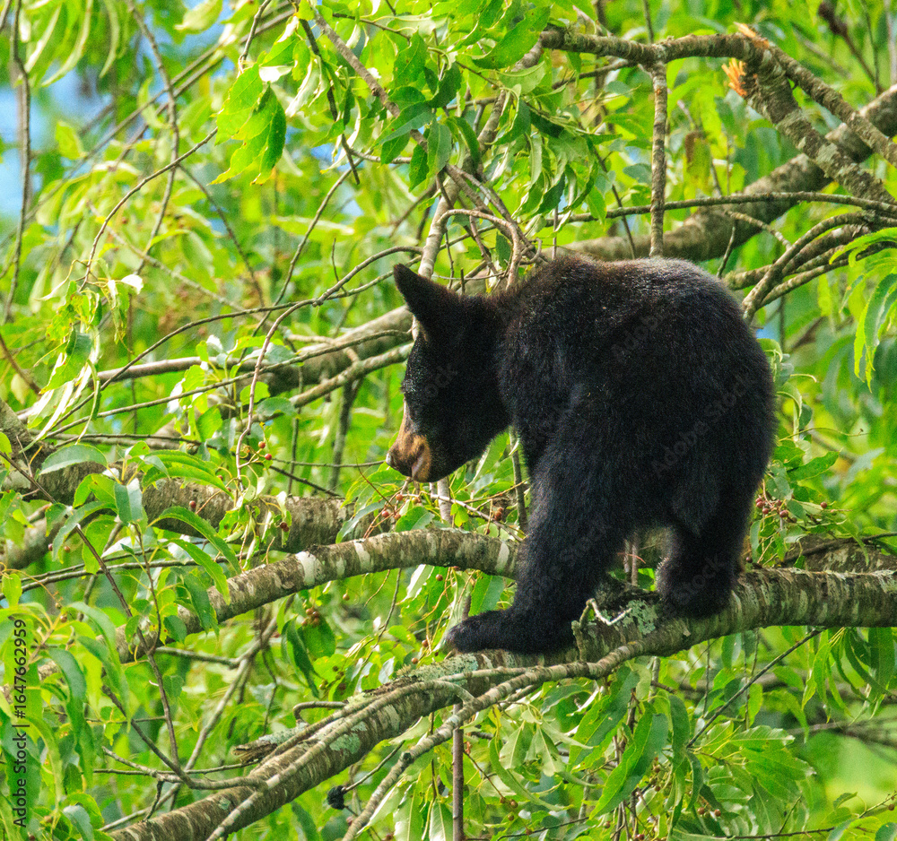 Obraz premium Black Bears