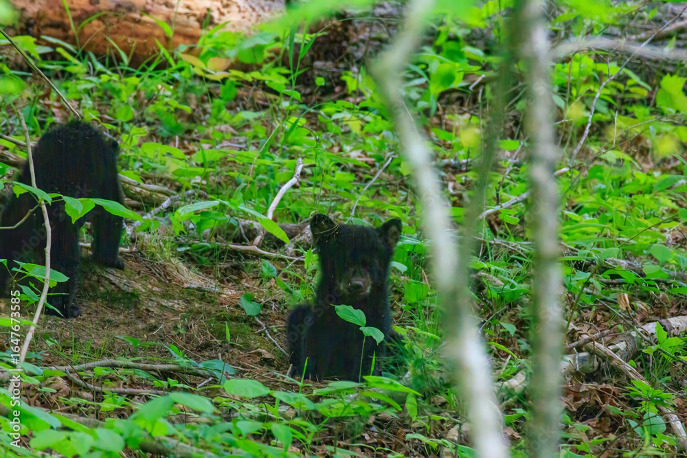 Naklejka premium Black Bear Cubs