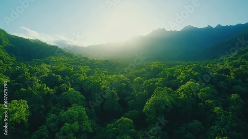Serene Tropical Rainforest Aerial: Lush Greens, Sunlit Peaks, 4K Resolution
