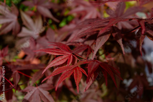 Red leaves of Acer palmatum Atropurpureum, known as Purple Japanese Maple