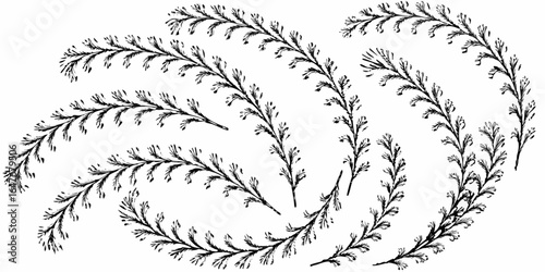 Vector illustration of several curved botanical sprigs with small leaves and buds in a black and white style