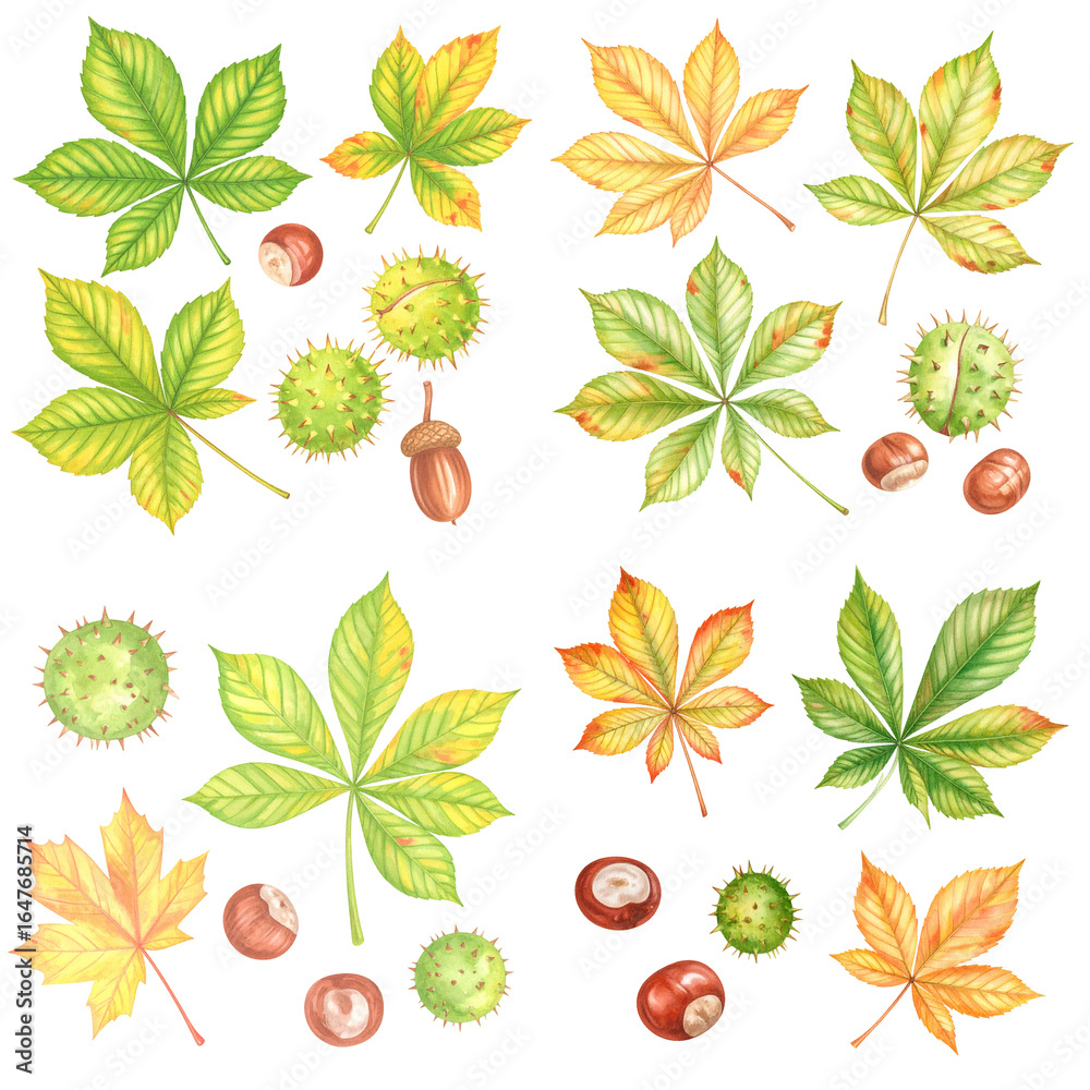 Naklejka premium Watercolor chestnut leaves and nuts on transparent background