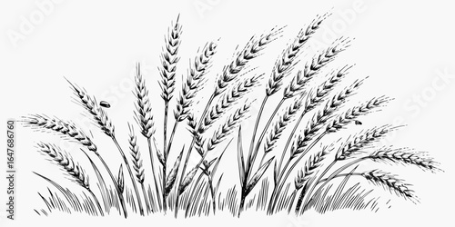 Vector illustration of a field of wheat with detailed stalks and grains in a monochrome black and white style